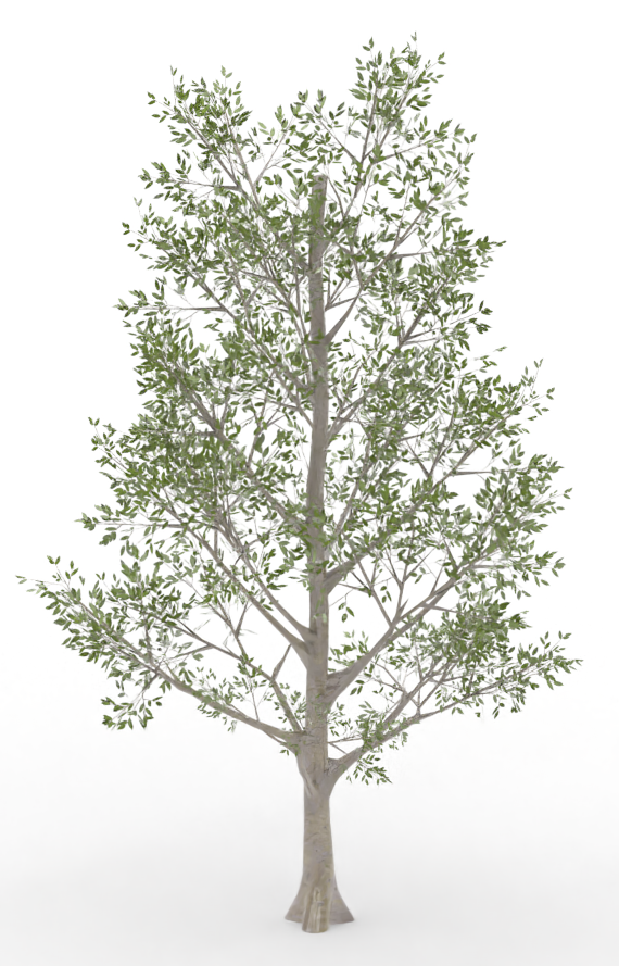beech.treeit.2025-09-28_16-53-39.png