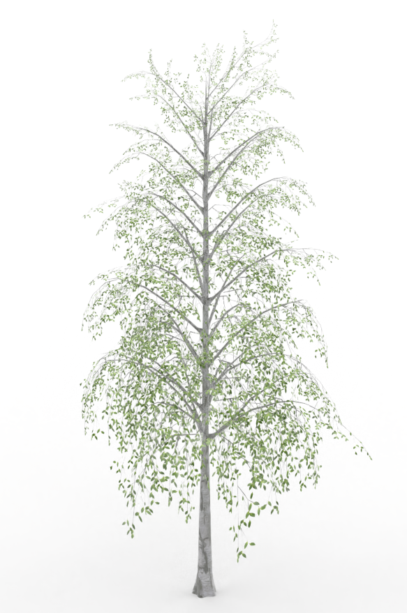 birch.treeit.2025-09-28_16-40-07.png