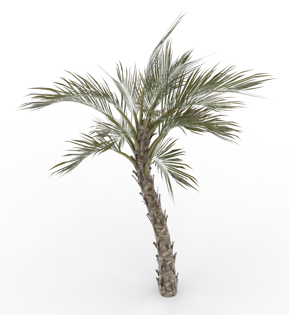curly_palm.treeit.2025-09-28_17-42-17.png