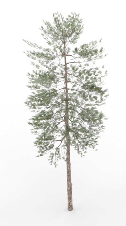 pine.treeit.2025-09-28_16-32-34.png