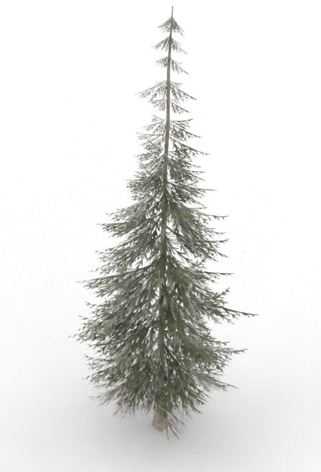 spruce.treeit.2025-09-28_16-44-57.png
