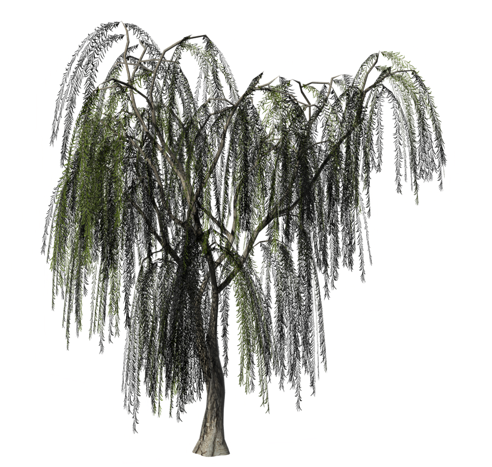 willow.treeit.2025-09-28_16-36-00.png